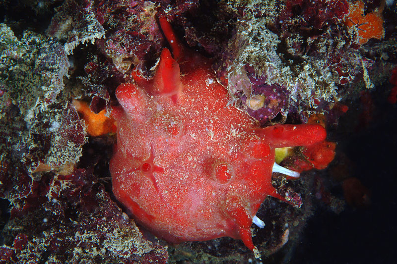 Spondylus gaederopus